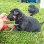 Duitse herder pups met rechte rug, Dieren en Toebehoren, Honden | Herdershonden en Veedrijvers, 8 tot 15 weken, Meerdere, Meerdere dieren