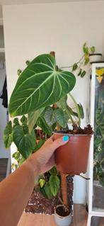 Anthurium Villenaorum x Besseae - Zeldzame Hybride, Overige soorten, In pot, Minder dan 100 cm, Groene kamerplant