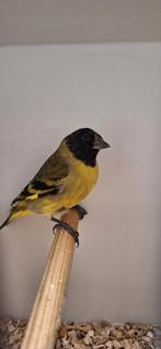 koppels Zwartkop Sijsen geringd en onverwant en zit koud, Dieren en Toebehoren, Vogels | Overige Vogels, Meerdere dieren, Tropenvogel