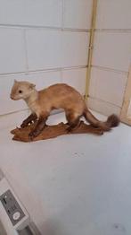 Opgezette Hermelijn., Verzamelen, Ophalen of Verzenden, Zo goed als nieuw, Opgezet dier