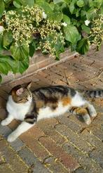 Mooie poes, Dieren en Toebehoren, Katten en Kittens | Overige Katten, Poes, Kortharig, 3 tot 5 jaar