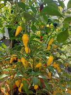 Biologische Aji limon lemon drops pepers, Ophalen, Minder dan 100 cm, Overige soorten, Lente