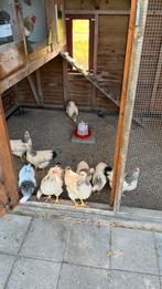 8 Wyandottes van 2025, Dieren en Toebehoren, Pluimvee, Mannelijk, Kip