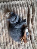 100% Britse korthaar, Dieren en Toebehoren, Kater, Ontwormd, 0 tot 2 jaar
