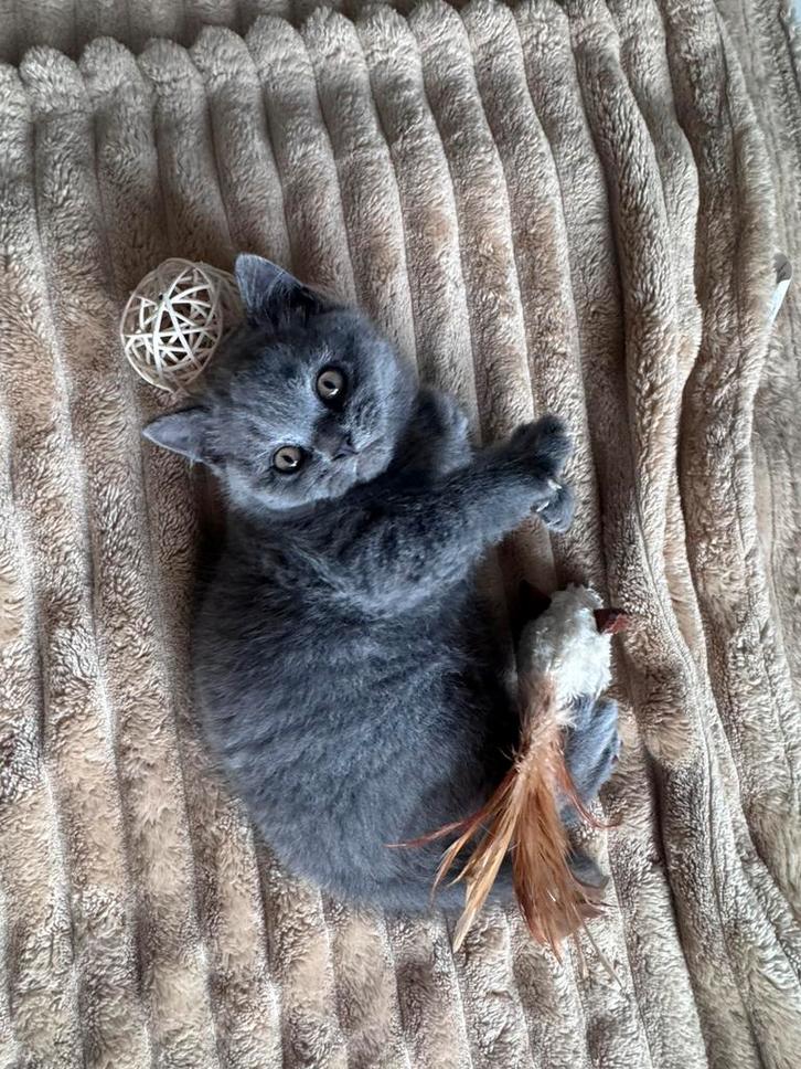 100% Britse korthaar, Dieren en Toebehoren, Katten en Kittens | Raskatten | Korthaar, Kater, 0 tot 2 jaar, Ontwormd, Ingeënt