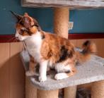 Mooie Maine Coon kittens, Meerdere dieren, Gechipt, 0 tot 2 jaar