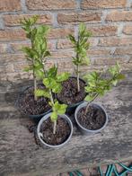 Hibiscus stek stekken struikjes 4 a 5 jarige 30 a 40 cm, Tuin en Terras, Ophalen, Zomer, Overige soorten, Volle zon