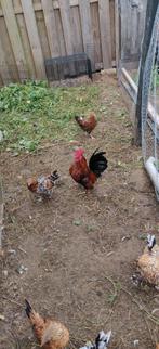 Diverse koppels Hollandse hoen en sabelpoot., Dieren en Toebehoren, Pluimvee, Meerdere dieren, Kip
