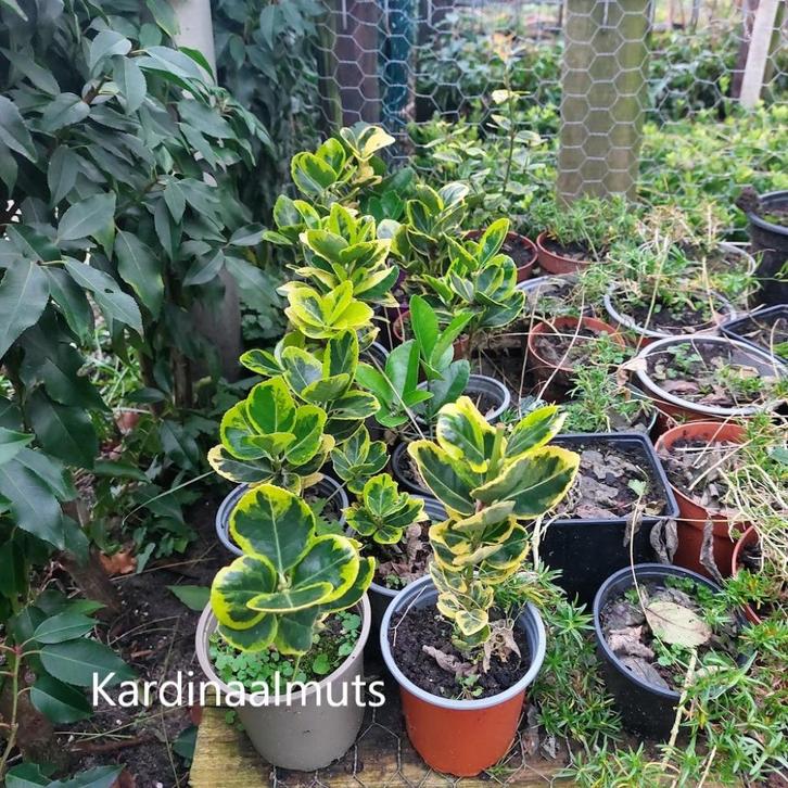 Kardinaalmuts, Tuin en Terras, Planten | Struiken en Hagen, Struik, Overige soorten, Minder dan 100 cm, Ophalen