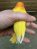 Prachtige brr agapornis fisheri Lutino man met dna, Dieren en Toebehoren, Mannelijk, Dwergpapegaai of Agapornis, Geringd