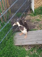 🐣🐣🐥🐥Loopeend fleseend kuikens 3 stuks🦆🦆🦆, Geslacht onbekend, Eend