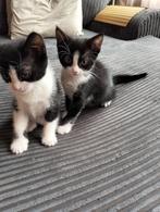 wij zoeken nieuw thuis!!, Dieren en Toebehoren, Meerdere dieren