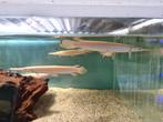 Albino Florida Gar, Lepisosteus Platyrhincus Albino, Dieren en Toebehoren, Vissen | Aquariumvissen, Vis, Zoetwatervis