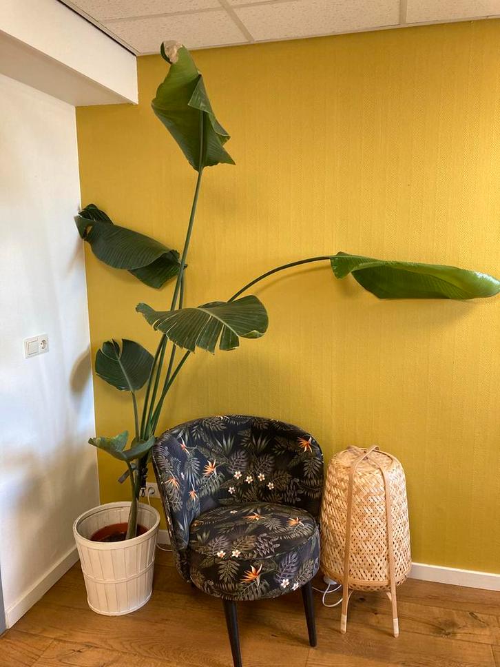 Strelitzia Nicolai - Paradijsvogelbloem, Huis en Inrichting, Kamerplanten, Overige soorten, 150 tot 200 cm, Groene kamerplant