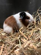 Ras cavia’s van Barneys Barn, Dieren en Toebehoren, Knaagdieren, Meerdere dieren, Cavia, Na 1 juli 2024, Tam