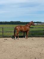 Bijna 2,5 jarige merrie van I'm Special de Muze, Dieren en Toebehoren, Paarden, Merrie, Springpaard, 0 tot 2 jaar, Onbeleerd