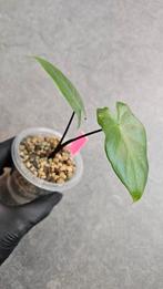 Alocasia Macrorrhiza Black Stem, Huis en Inrichting, Kamerplanten, Ophalen of Verzenden, Halfschaduw, Minder dan 100 cm