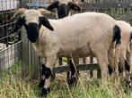 Walliser schwarznase stamboek ooilammeren, Dieren en Toebehoren, Vrouwelijk, Schaap