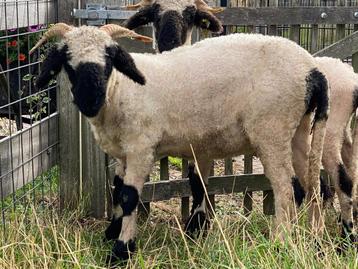 Walliser schwarznase stamboek ooilammeren beschikbaar voor biedingen