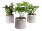 Trio miniplanten in Laos keramiek (grijs), Huis en Inrichting, Kamerplanten, Overige soorten, Minder dan 100 cm, Halfschaduw, Verzenden