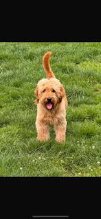 Goldendoodle Dekreu getest., Dieren en Toebehoren, Parvo, Nederland, Reu, 1 tot 2 jaar