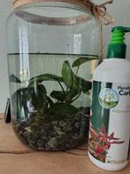 Fles Floracarbo +aquariumplant, Ophalen, Zo goed als nieuw, Plant(en), Steen of Hout