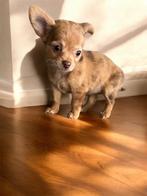 Chichuahua, Dieren en Toebehoren, Honden | Chihuahua's en Gezelschapshonden, België, Particulier, CDV (hondenziekte), 8 tot 15 weken