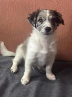 Exclusieve Maltipoo / Havanezer Puppy, Dieren en Toebehoren, Honden | Chihuahua's en Gezelschapshonden, Maltezer, Rabiës (hondsdolheid)