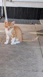 Mooi rood katertje, Dieren en Toebehoren, Katten en Kittens | Overige Katten, Kater, Kortharig, 0 tot 2 jaar