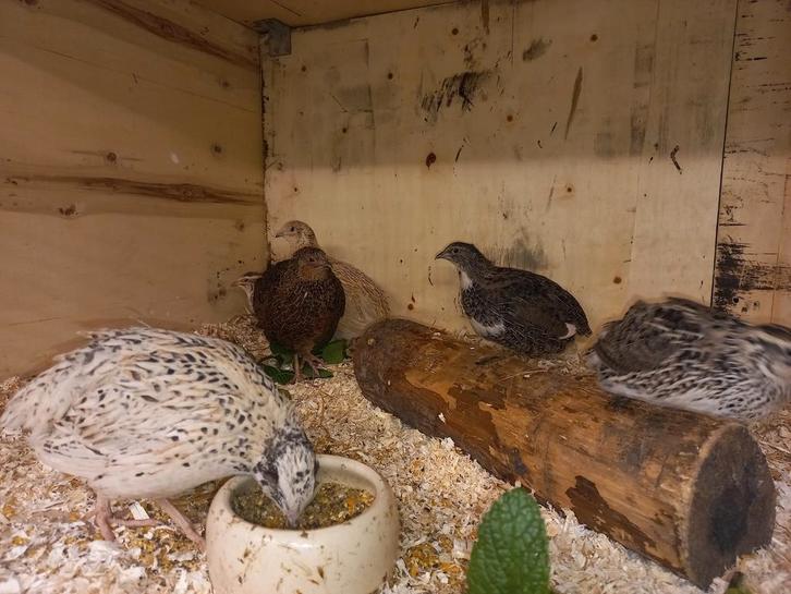 Kwartels en eitjes, Japanse!, Dieren en Toebehoren, Pluimvee, Overige soorten, Geslacht onbekend