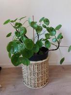 Grote pannekoekenplant, Ophalen, Overige soorten, In pot, Minder dan 100 cm