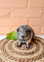 Cavia zeugje zilveragouti california mix - juni 2025, Cavia, Juni, Vrouwelijk, Tam