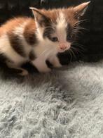 Mannetje zoekt lieve baasje, Dieren en Toebehoren, Katten en Kittens | Overige Katten, Kater