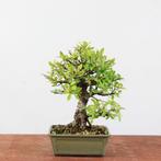 Bonsai Ulmus Corticosa 'Kurkiep', In pot, Bloeit niet, Halfschaduw, Minder dan 100 cm