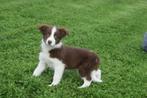 Border collie pups, België, Rabiës (hondsdolheid), 15 weken tot 1 jaar, Collie