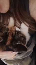 Kat vermist, Kat