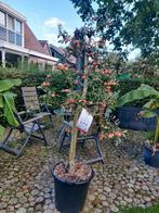 Malus domestica Junami - 12.5 jaar oude appelboom, Tuin en Terras, Planten | Bomen, Ophalen of Verzenden, Volle zon, Overige soorten