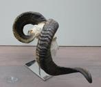 Grote schedel RAM heideschaap op metalen sokkel (gewei), Verzamelen, Dierenverzamelingen, Ophalen of Verzenden, Zo goed als nieuw