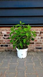 Hortensia Hydrangea paniculata 'Little Lime'🌿🍀, Ophalen, Zomer, Volle zon, Palmboom