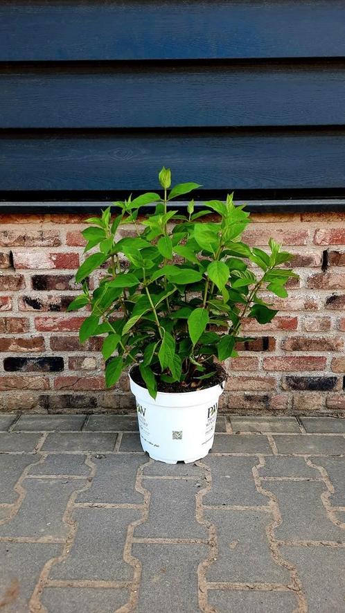 Hortensia Hydrangea paniculata 'Little Lime'🌿🍀, Tuin en Terras, Planten | Bomen, Palmboom, Volle zon, Zomer, Ophalen