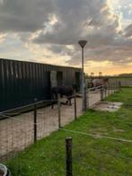 Weidegang met schuilstal stalling Hensbroek, Dieren en Toebehoren, 2 of 3 paarden of pony's, Weidegang