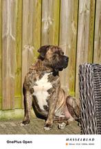 Mooie brindle Boerboel reu ter dekking aangeboden, Dieren en Toebehoren, Reu, CDV (hondenziekte), Eén hond, 3 tot 5 jaar