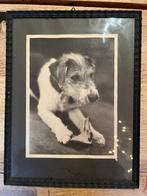 Foxterrier prentje zwart-wit, Antiek en Kunst, Ophalen of Verzenden