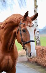 Grote vriendelijke 9 jarige reus, Dieren en Toebehoren, Paarden, Met stamboom, Ruin, M, 170 tot 175 cm