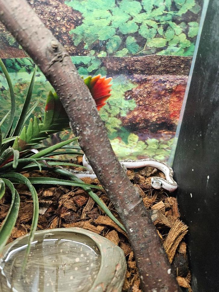 Pantherophis obsoleta White sided Texaanse rattenslang, Dieren en Toebehoren, Reptielen en Amfibieën, Slang, 0 tot 2 jaar