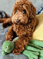 Huisfokker  australian labradoodle pups!!! Ook dekreuen, Dieren en Toebehoren, Nederland, 8 tot 15 weken, Meerdere, Meerdere dieren