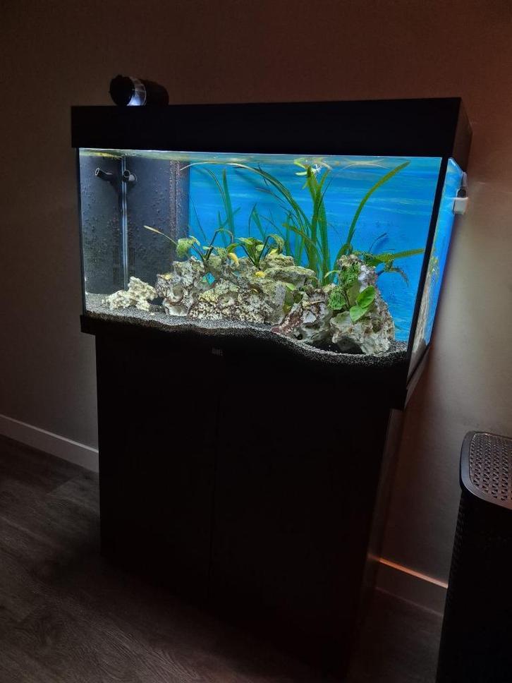 Juwel Rio 125 Aquarium LED malawi, Dieren en Toebehoren, Vissen | Aquaria en Toebehoren, Gebruikt, Gevuld zoetwateraquarium, Ophalen
