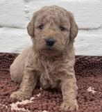 Dwergpoedel pups, Dieren en Toebehoren, Poedel, België, Particulier, Rabiës (hondsdolheid)