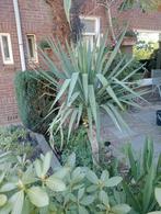 Yucca,stamgroeiend, Ophalen, Lente, Vaste plant, Volle zon