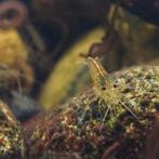 Caridina japonica, Dieren en Toebehoren, Vissen | Aquariumvissen, Vis